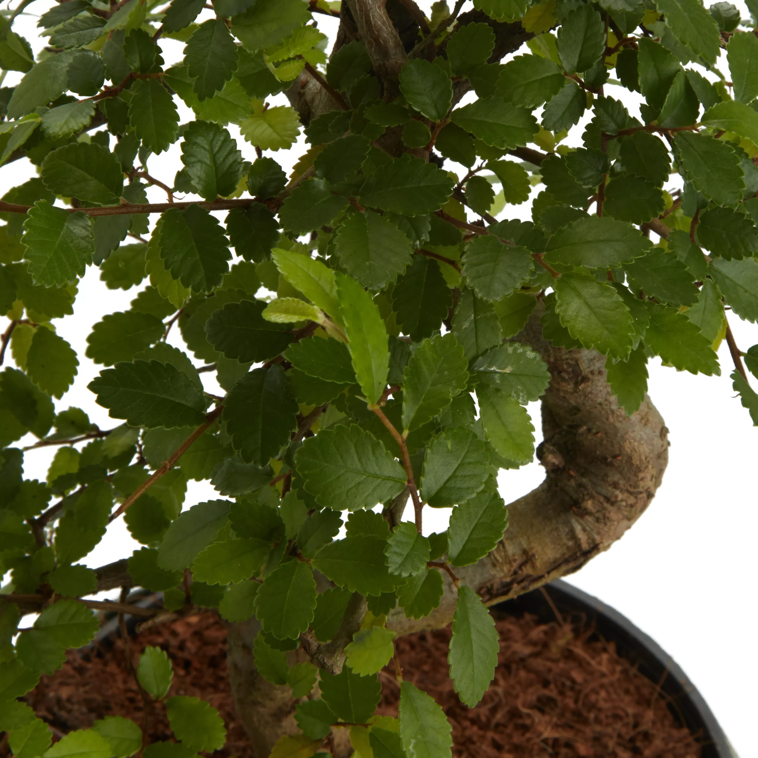 Bonsai In 15cm Grey Ceramic Decorative Pot - Image 2