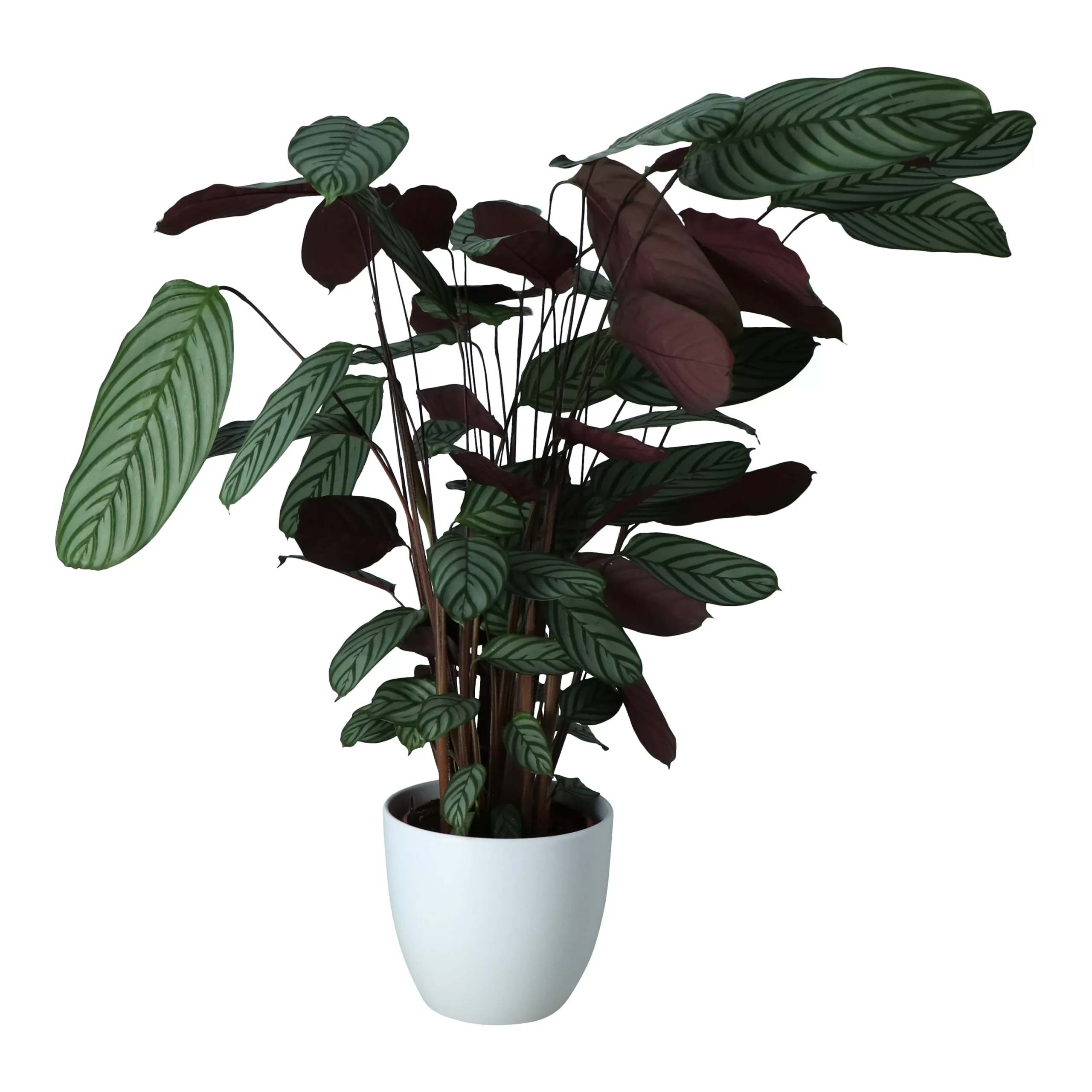 Dragon Tree In 24cm Assorted Ceramic Decorative Pot