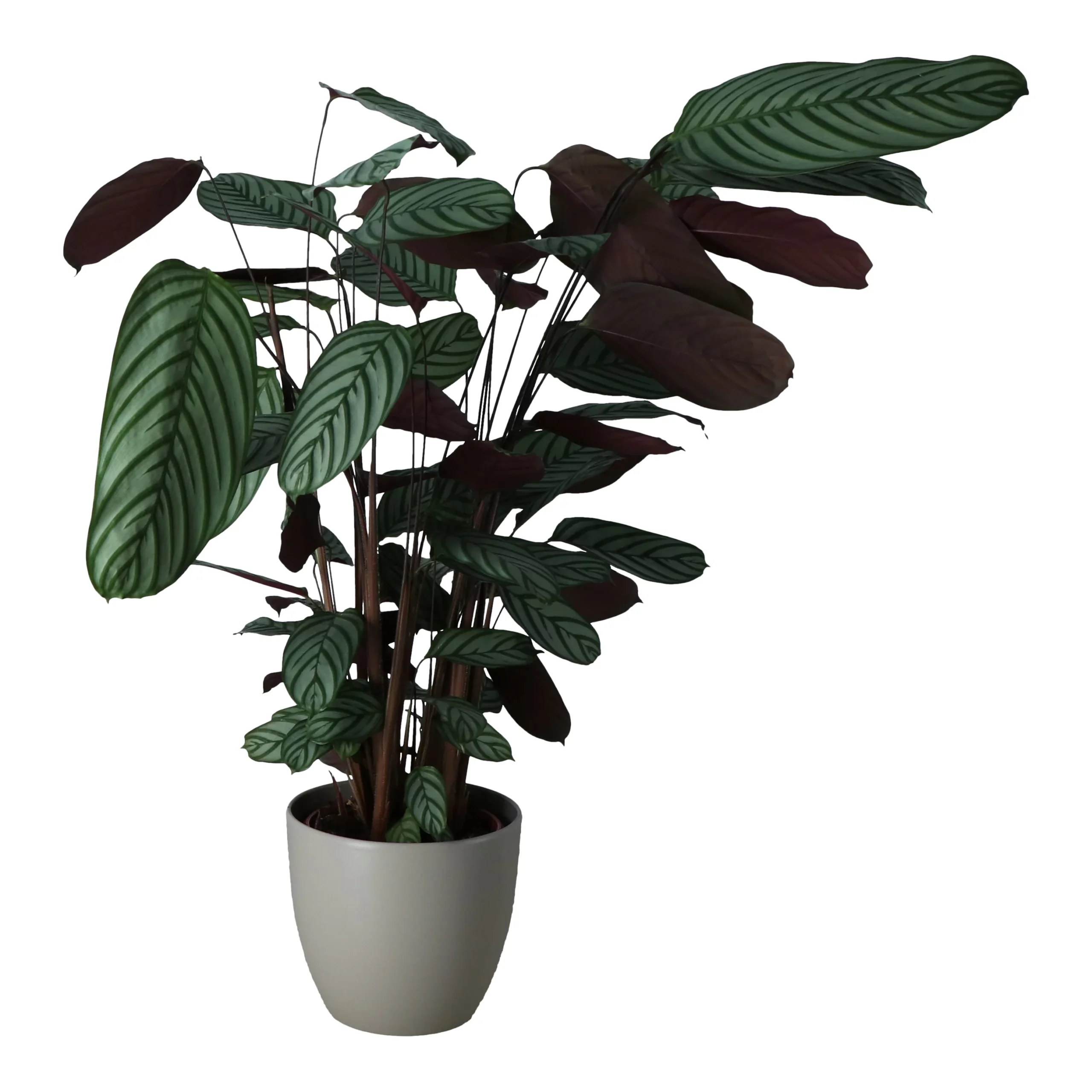 Dragon Tree In 24cm Assorted Ceramic Decorative Pot - Image 2