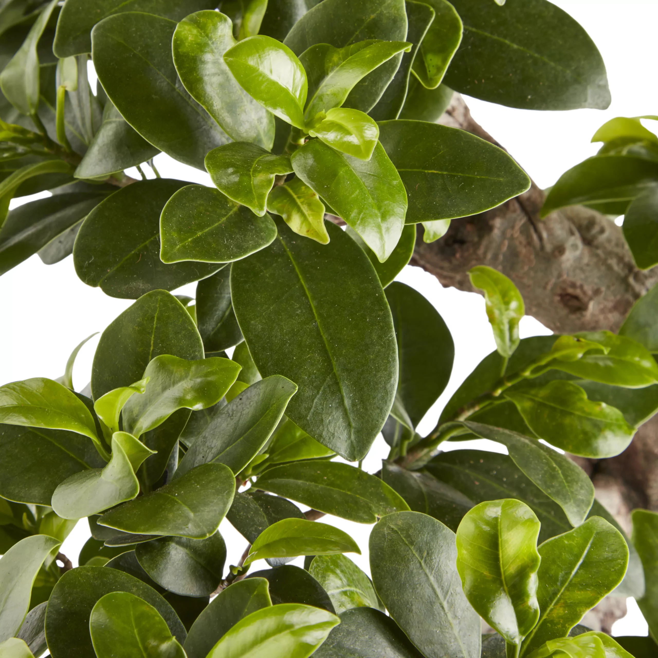 In 20cm Terracotta Plastic Pot - Image 2