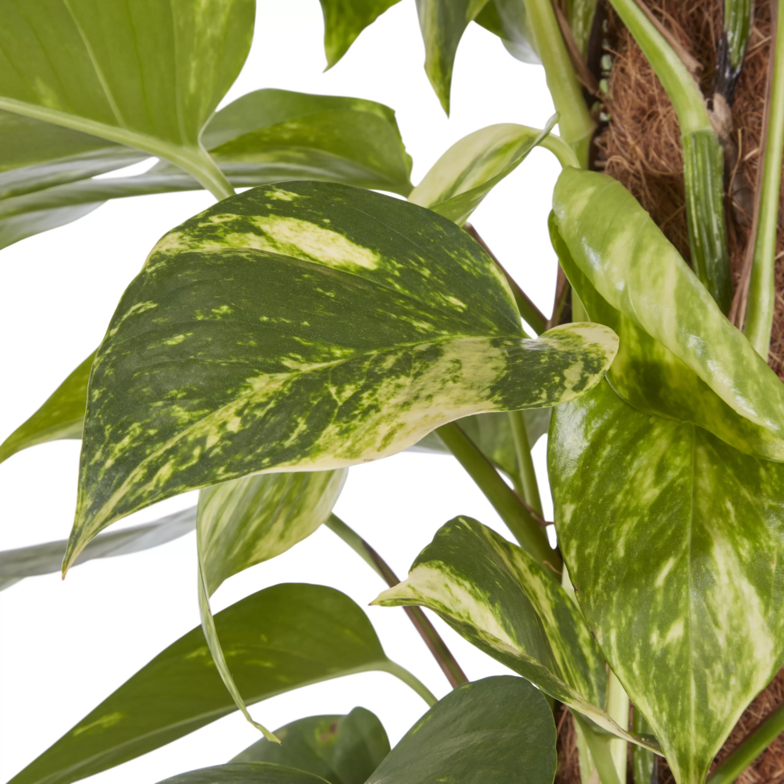 Kentia Palm In 19cm Terracotta Plastic Grow Pot - Image 3