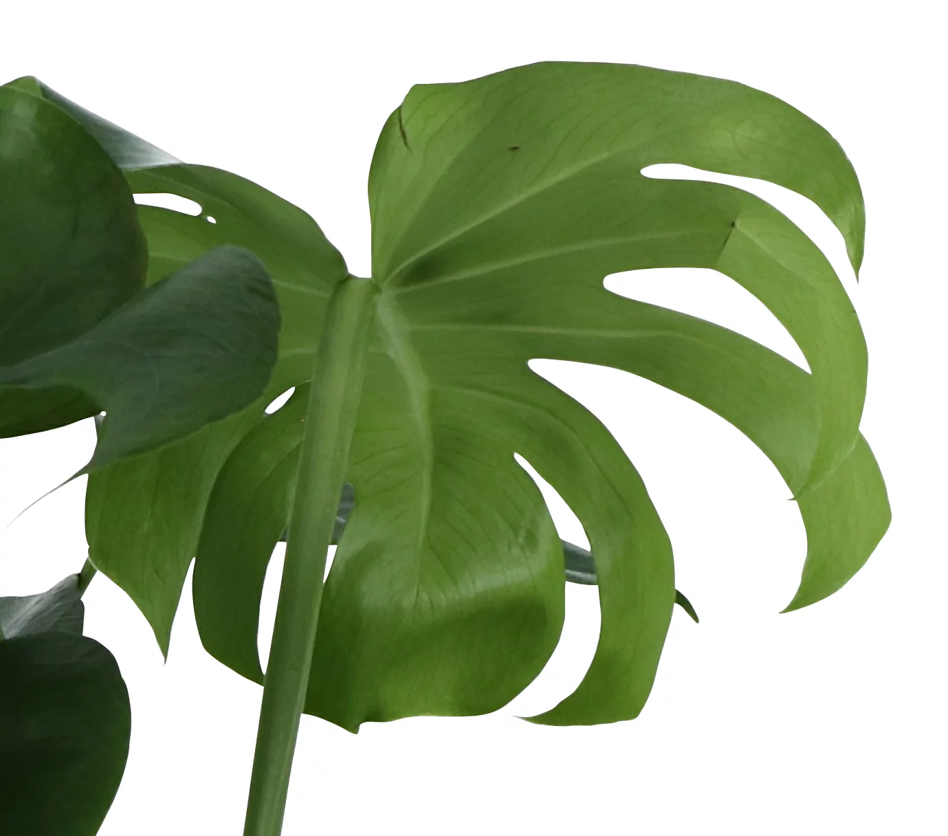 Monstera In 19cm Terracotta Plastic Grow Pot - Image 2