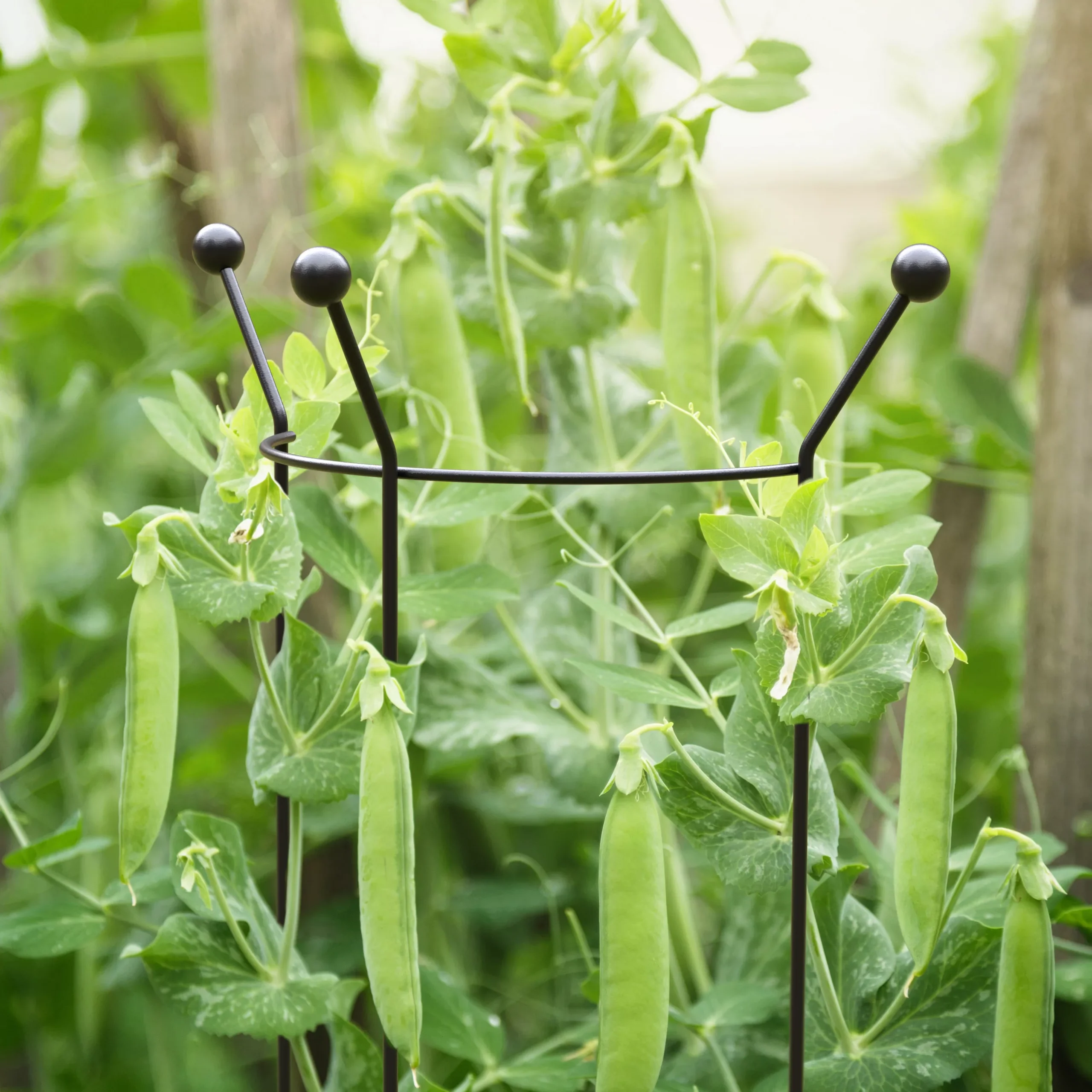 Panacea Steel Curved Plant Support Frame (L)84cm (Dia)27cm - Image 2