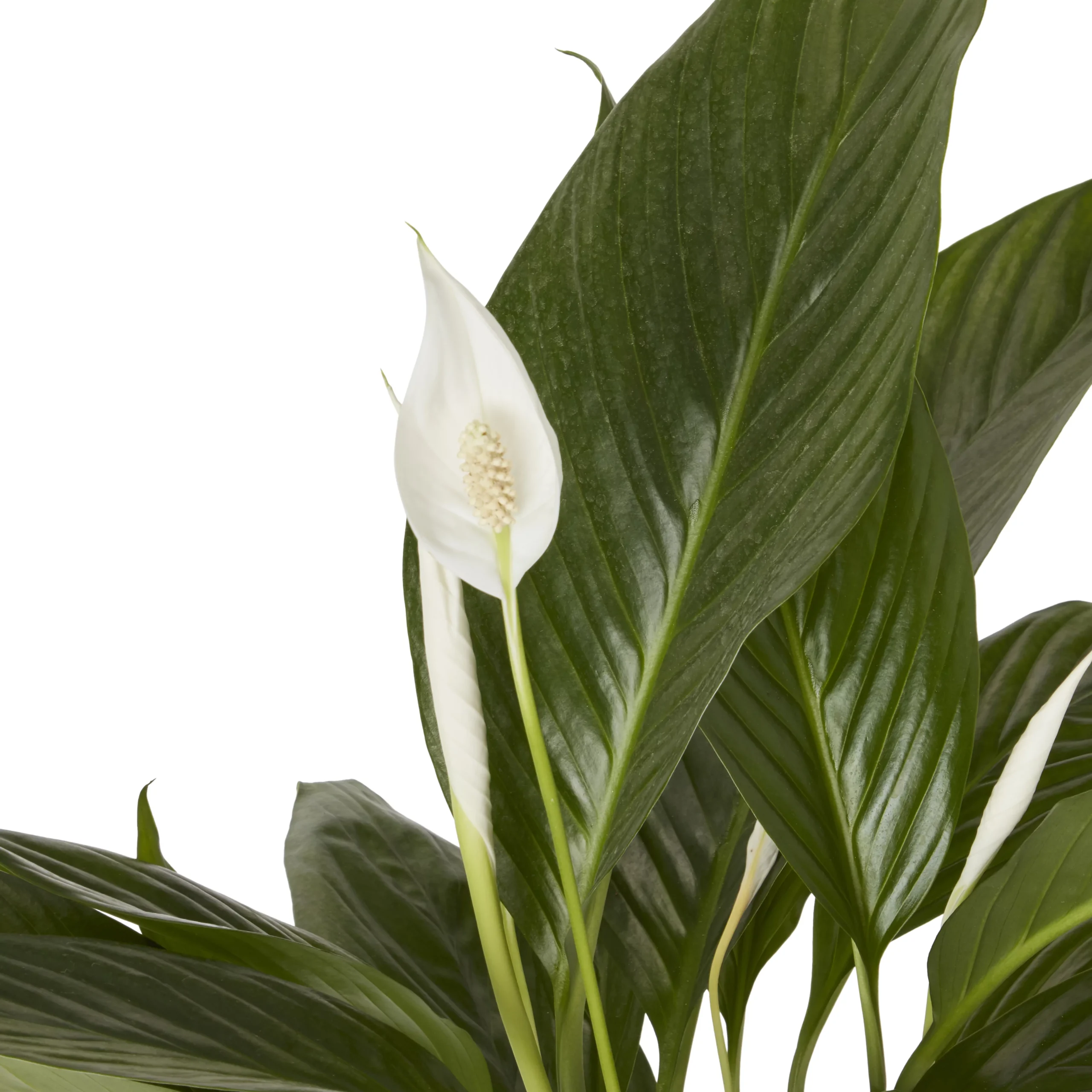 Peace Lily In 17cm Terracotta Plastic Grow Pot - Image 2