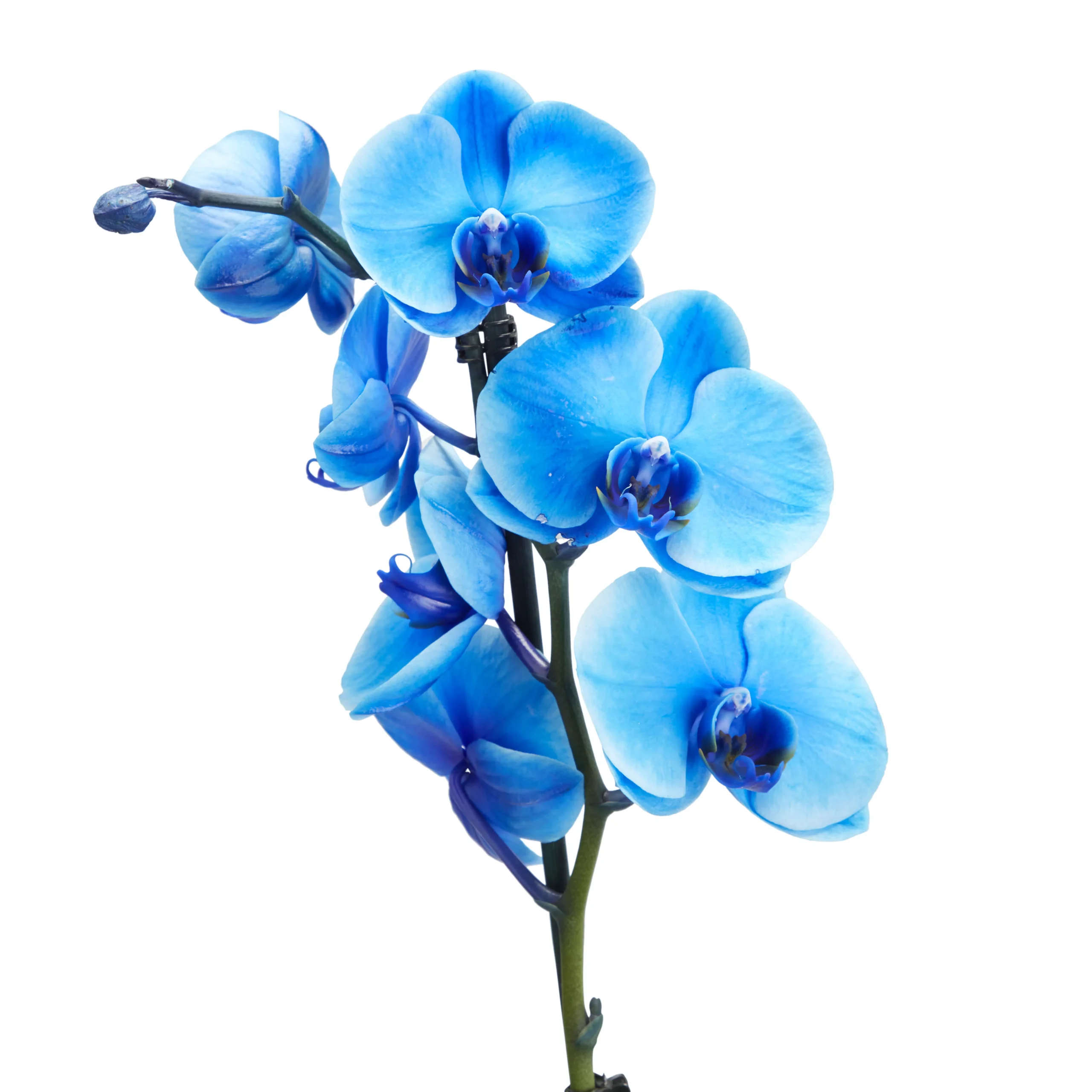 Single Stem Blue Moth Orchid In 12cm Clear Plastic Grow Pot - Image 2