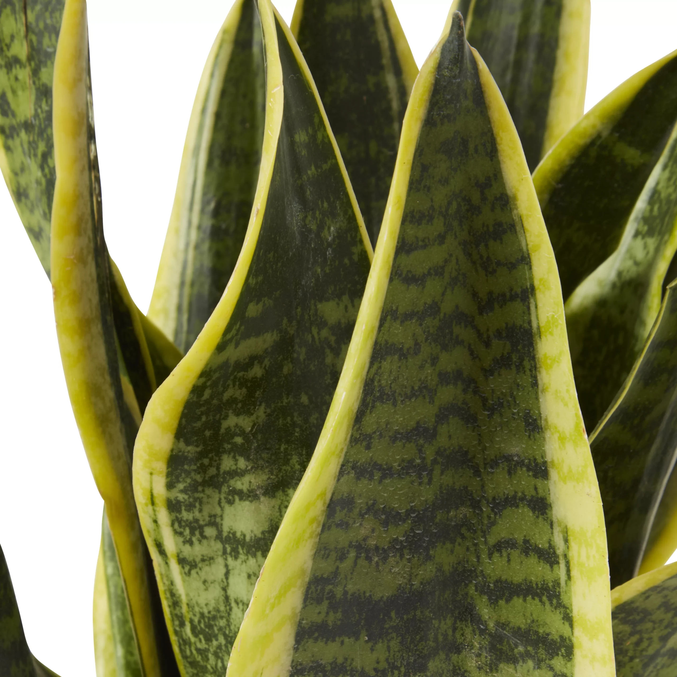 Snake Plant In 14cm Terracotta Plastic Grow Pot - Image 2