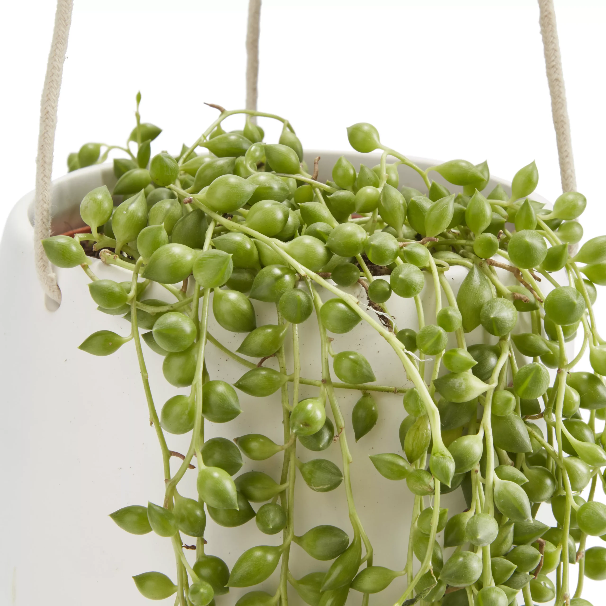String Of Beads In 13cm White Ceramic Hanging Pot - Image 2