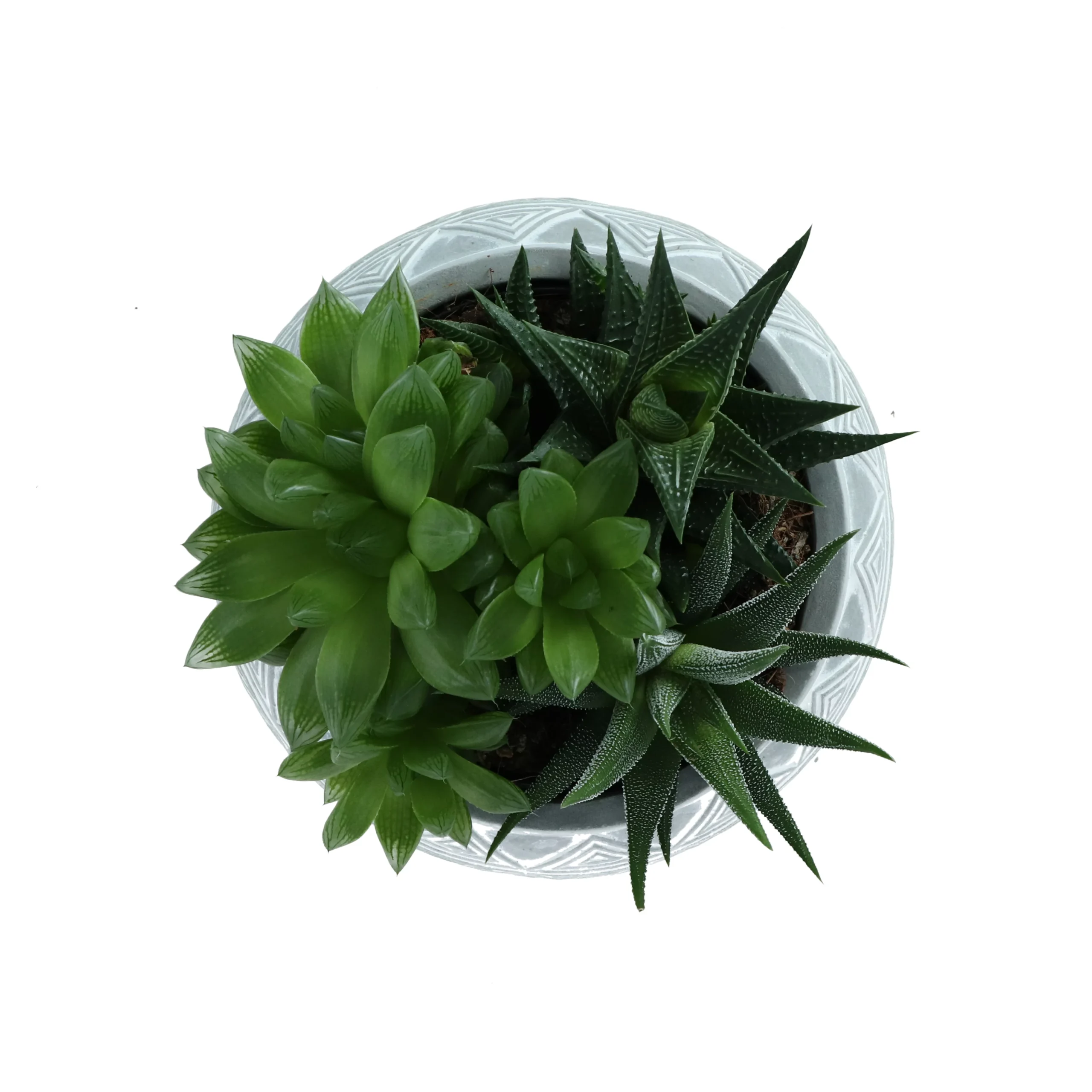 Succulent In 14cm Assorted Ceramic Decorative Pot - Image 2
