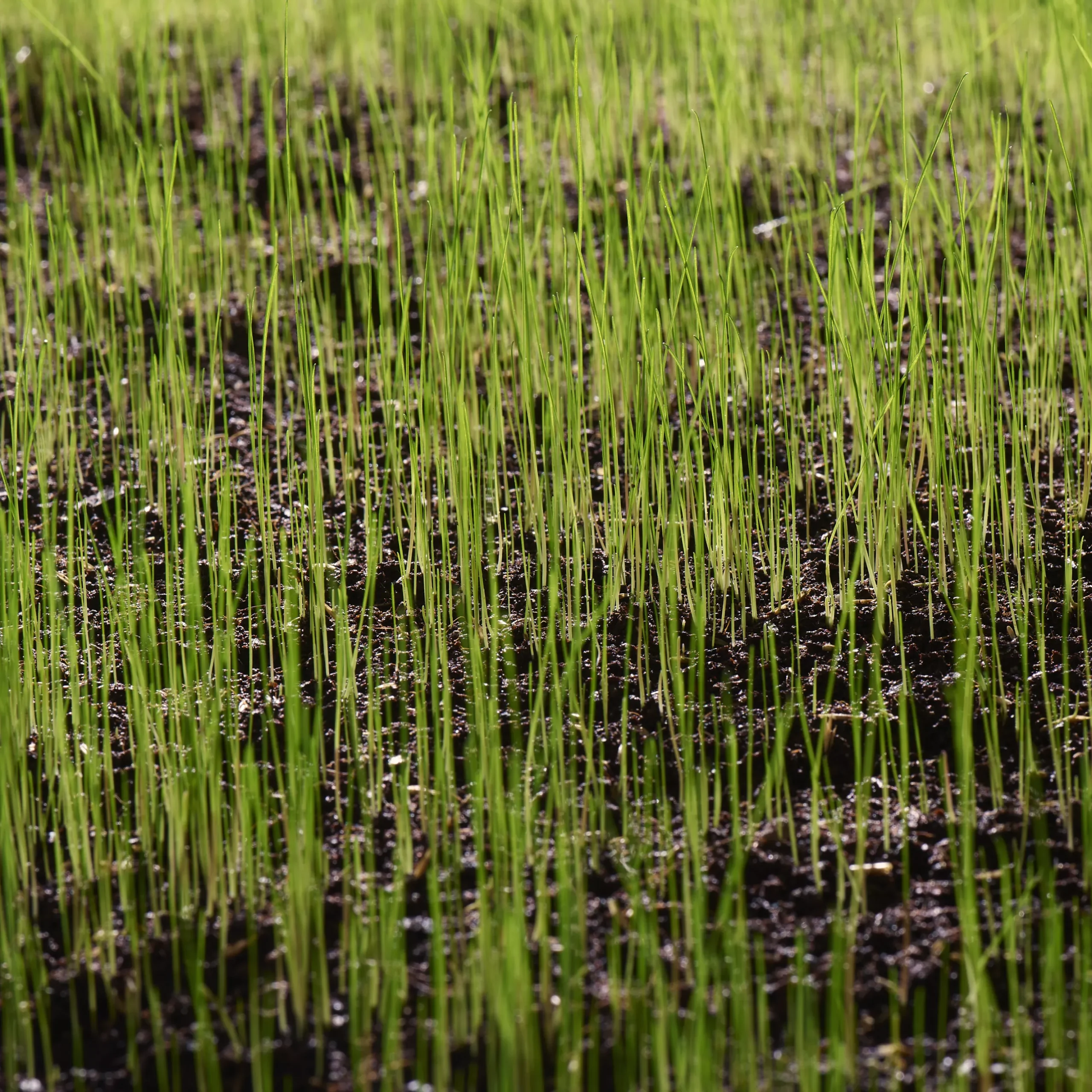 Verve Family & Sports Grass Seeds, 10kg - Image 11