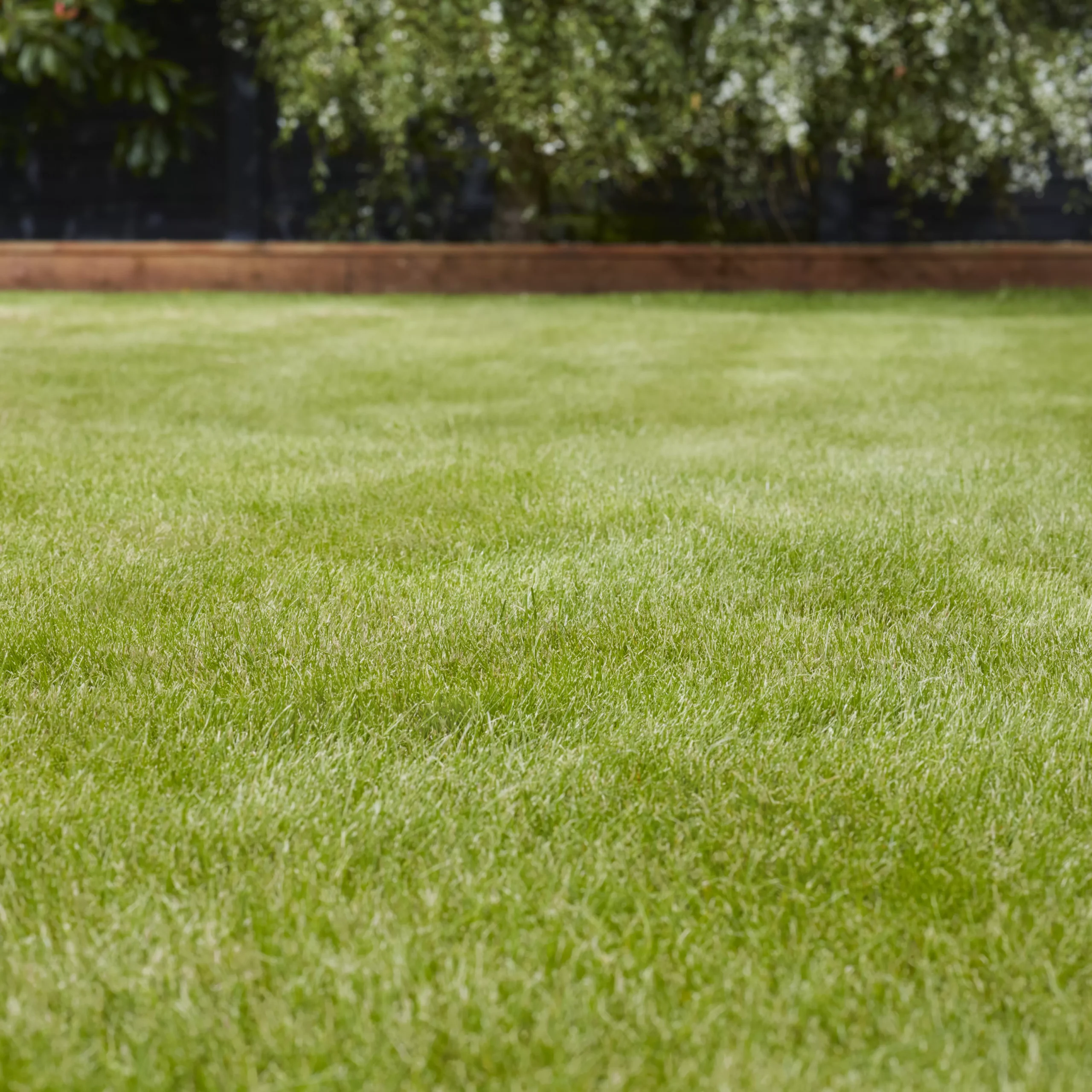 Verve Universal Grass Seeds, 5kg - Image 3