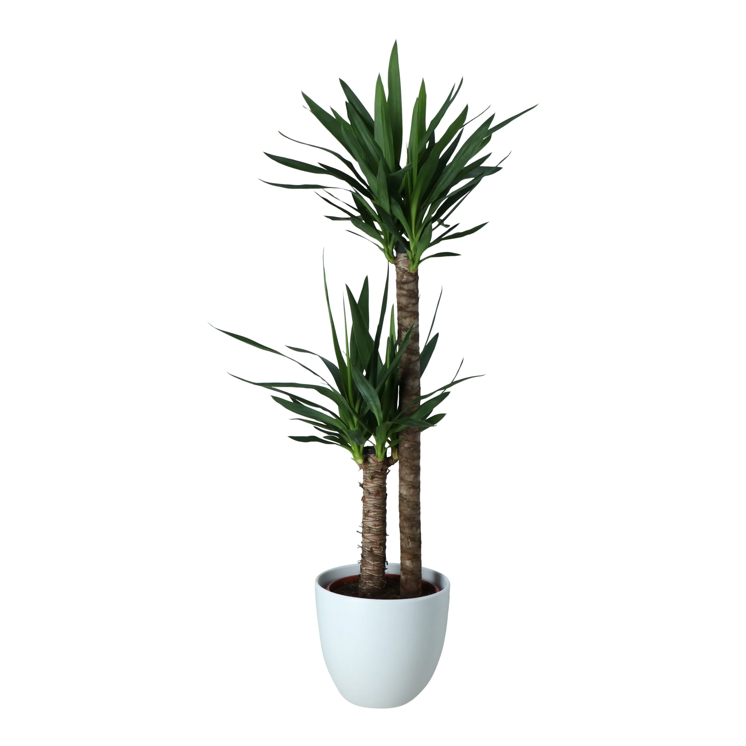 Yucca In 24cm Assorted Ceramic Decorative Pot