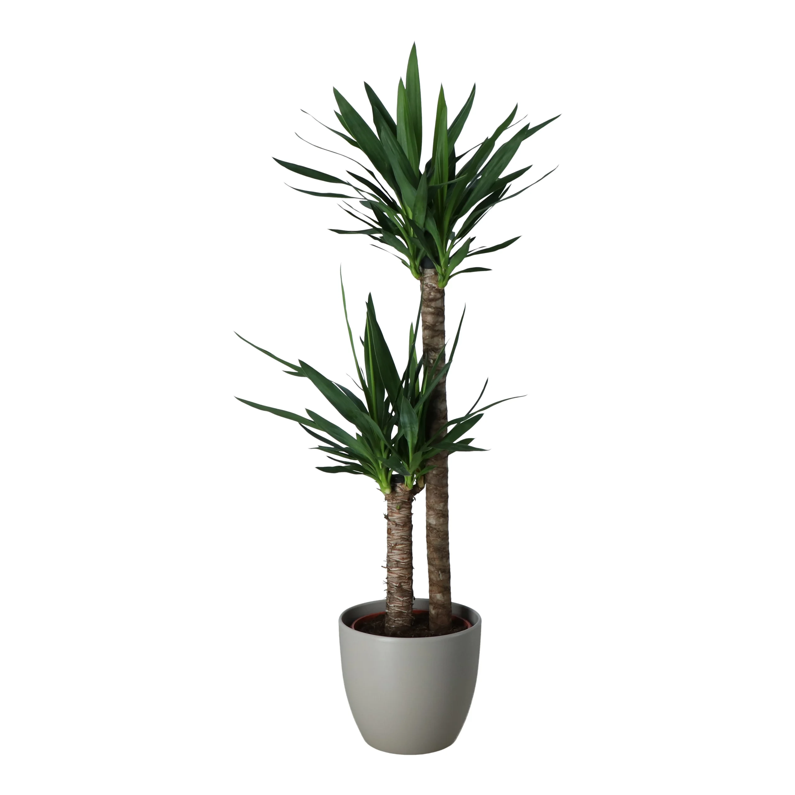Yucca In 24cm Assorted Ceramic Decorative Pot - Image 2