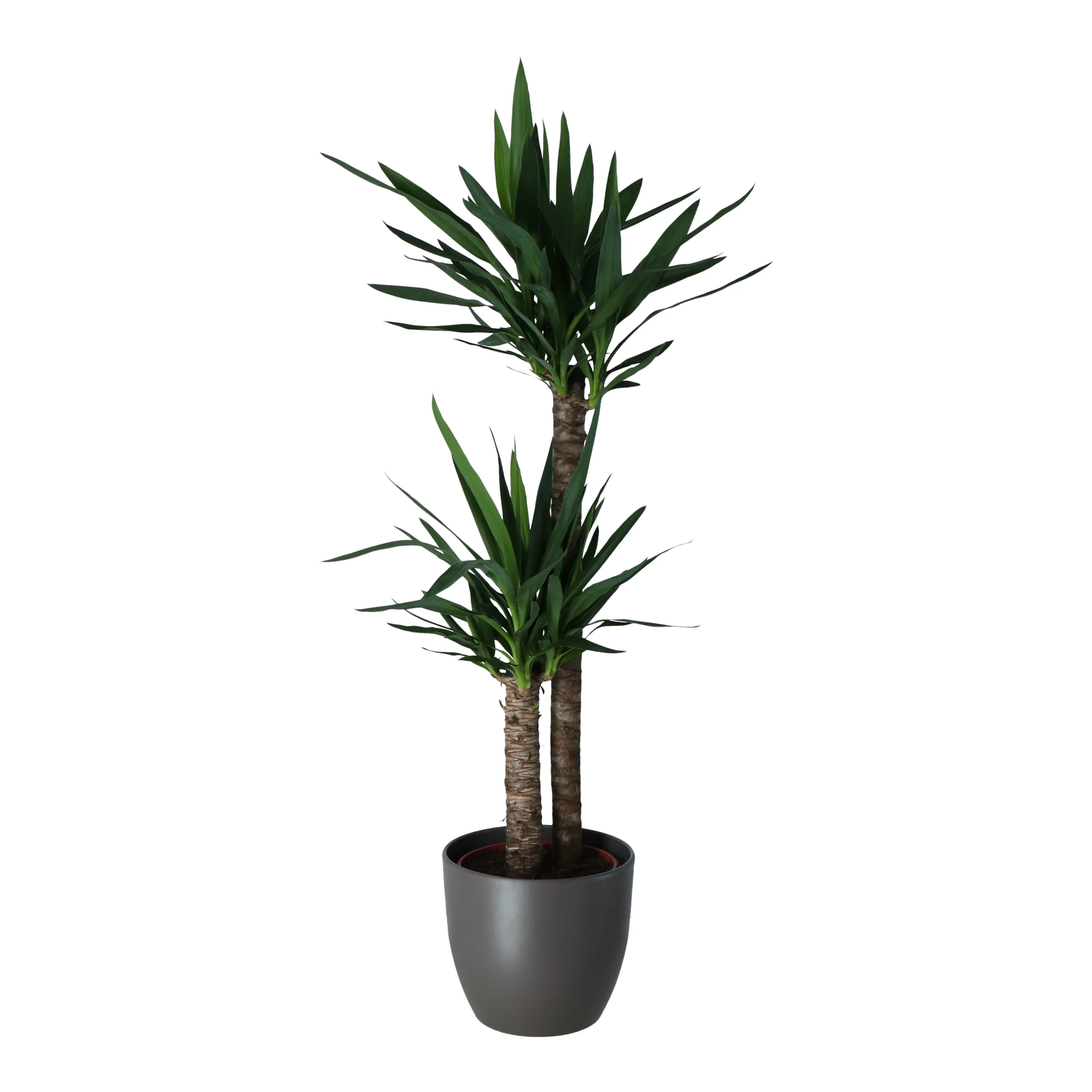 Yucca In 24cm Assorted Ceramic Decorative Pot - Image 3