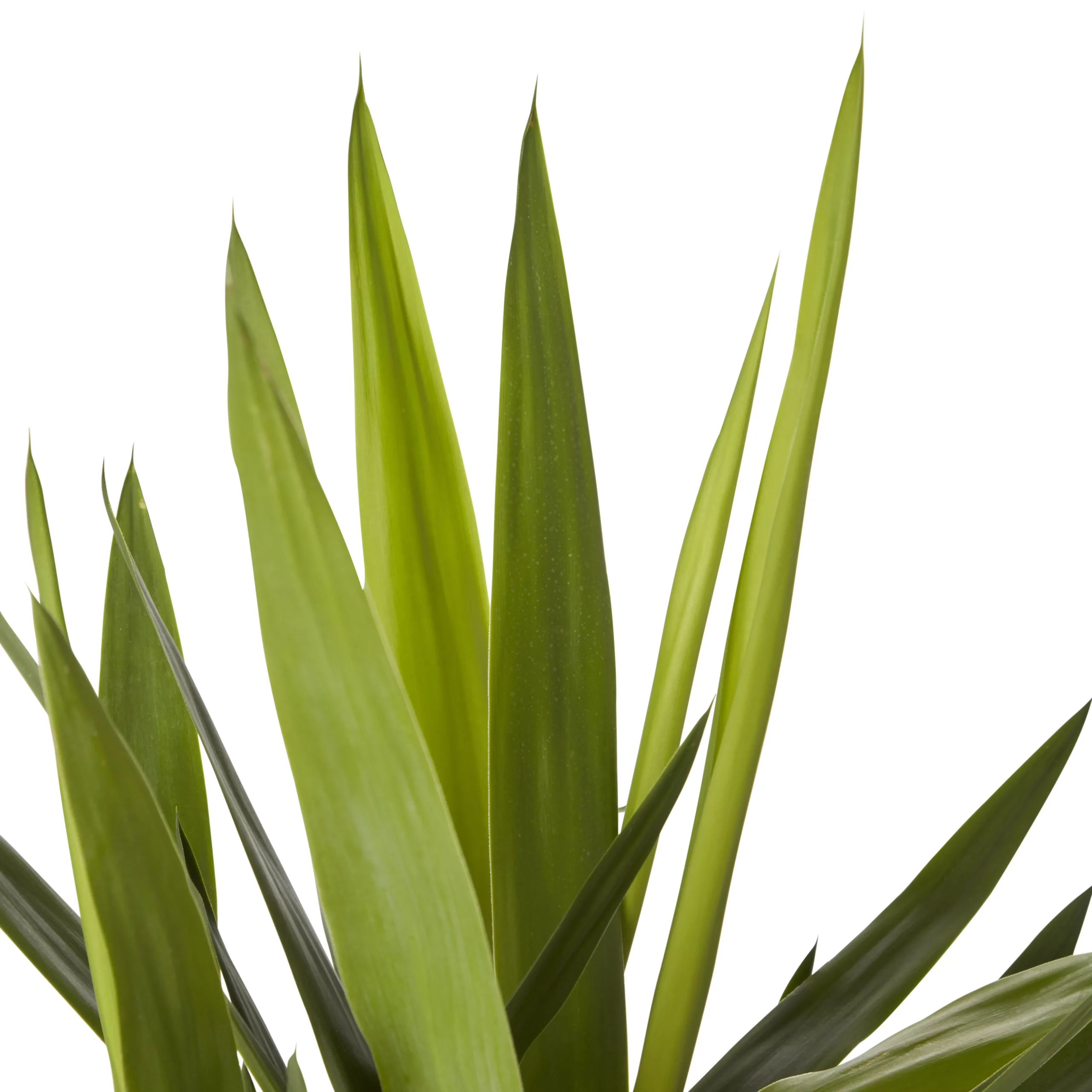 Yucca In 24cm Terracotta Plastic Grow Pot - Image 2